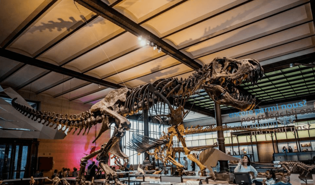 Royal Belgian Institute of Natural Sciences